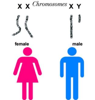 chromosones.JPG