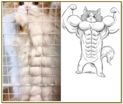 fighter cat framed.JPG