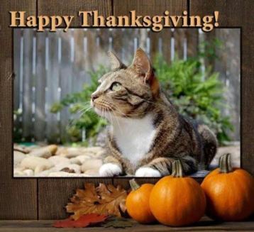 thanksgiving cat 2