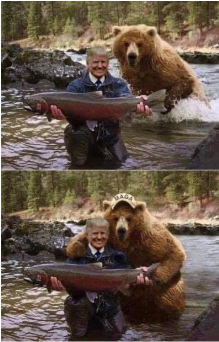 bear trump maga.JPG