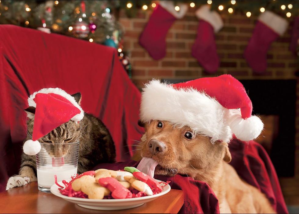 cat dog christmas.JPG