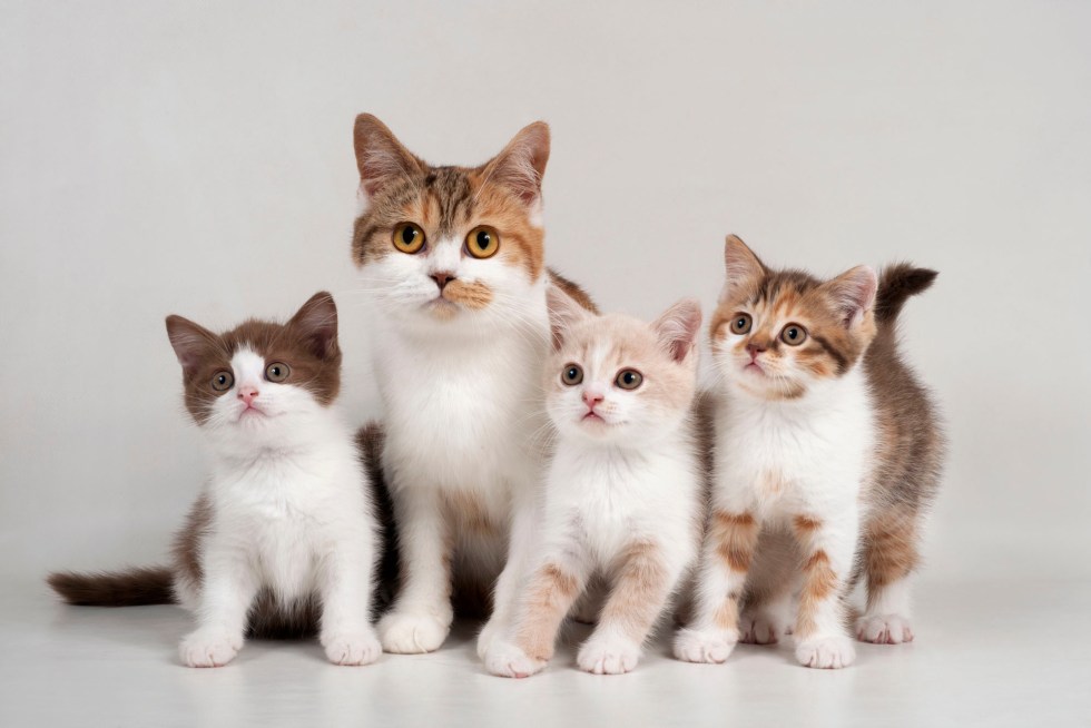 cat family