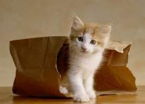 cat out of bag