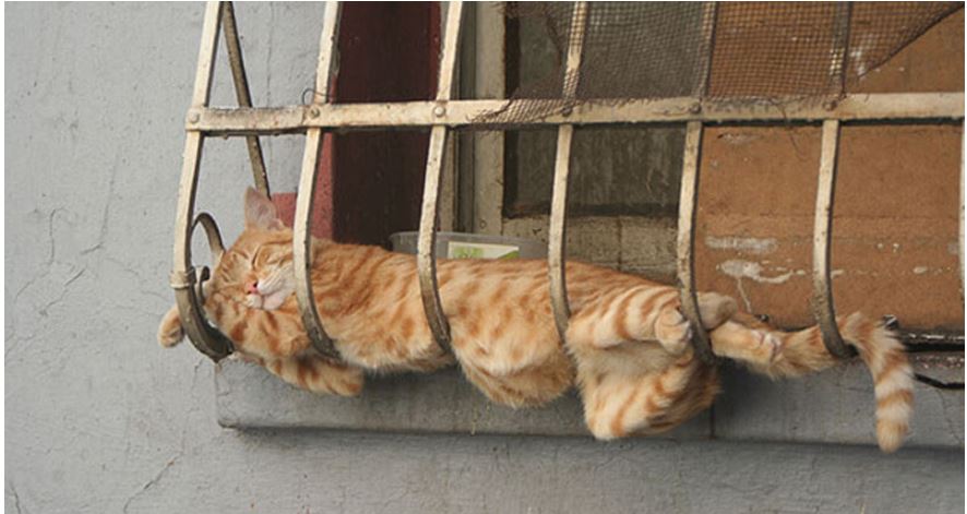 cat sleep on rail.JPG