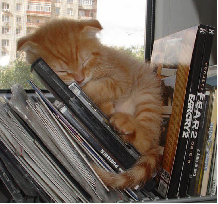 cat sleeping.JPG
