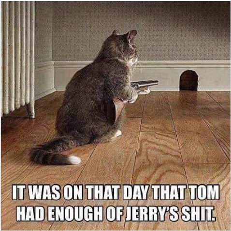 cat with gun