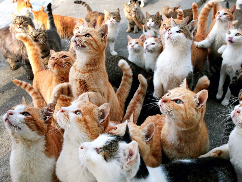 cats looking up