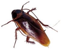 cockroach_2-removebg-preview