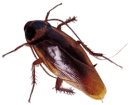 cockroach_2-removebg-preview.png
