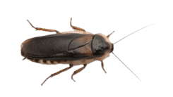 cockroach_4-removebg-preview.png