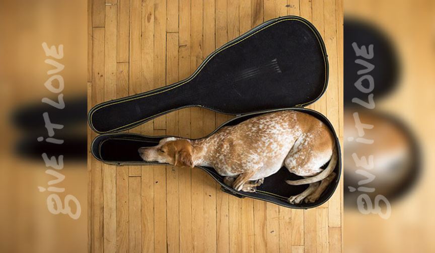 dog in guitar case.JPG