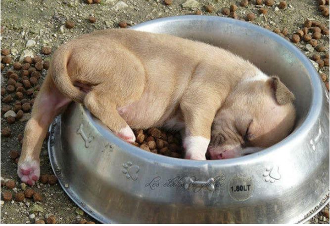 dog sleeping in bowl.JPG