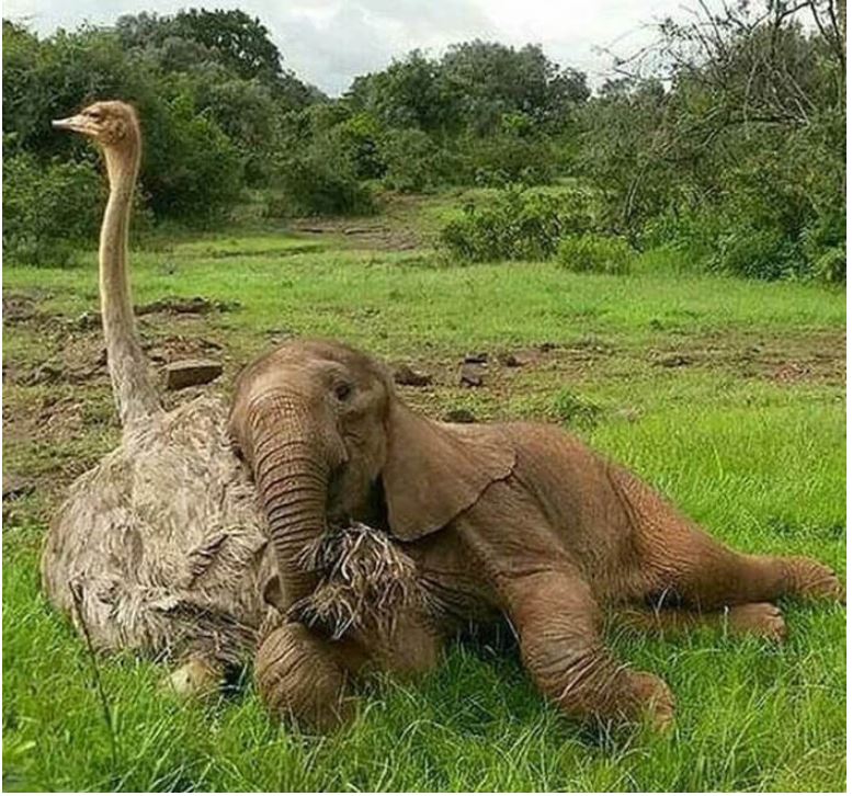 elephant ostrich.JPG