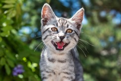 happy cat