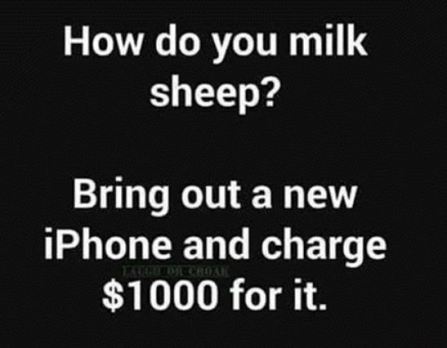 iphone sheep.JPG