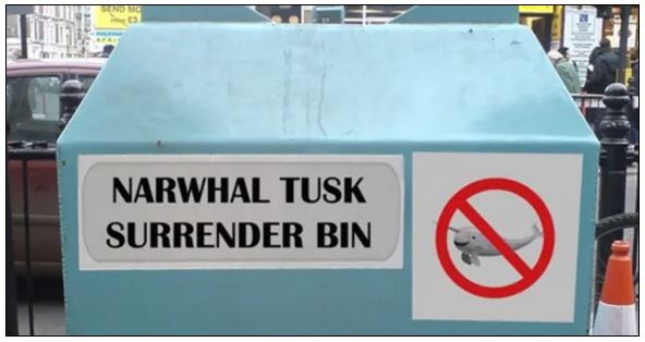 narwhal tusk 3.JPG