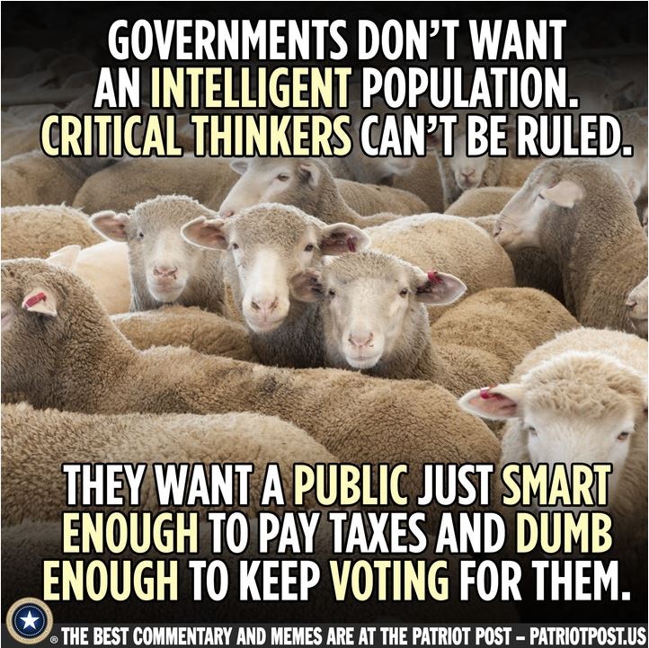 sheep voters.JPG
