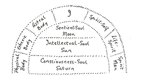 bodies of man steiner