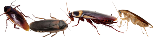 cockroaches-narrow band