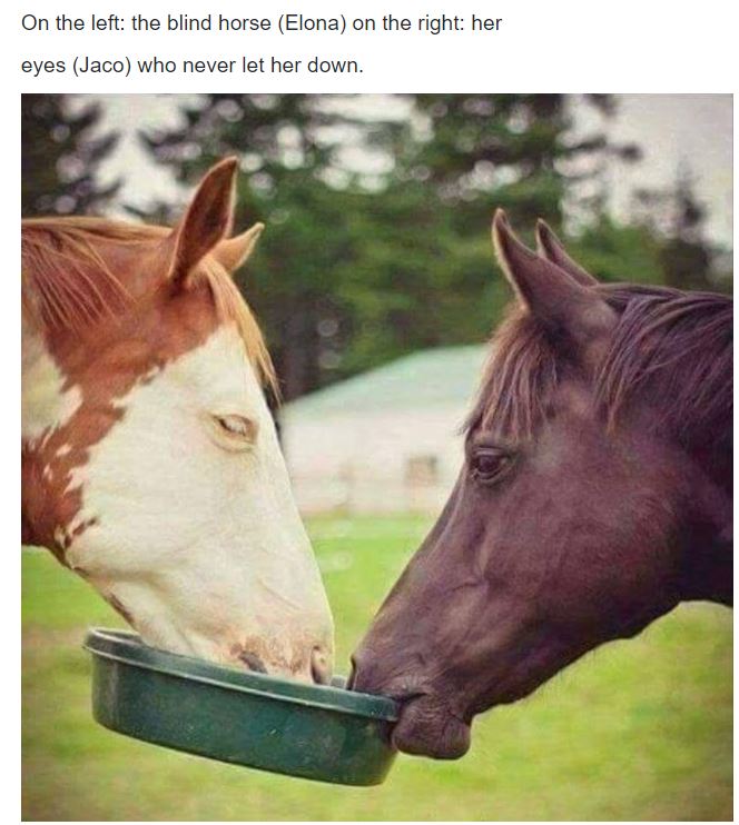 horses share