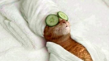 cat spa
