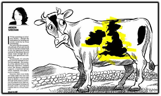 cow 1