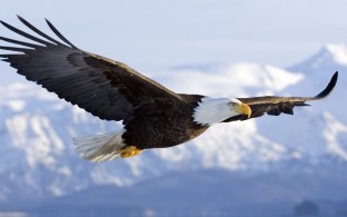 eagle soar