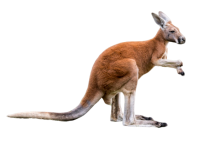 kangaroo_1-removebg-preview