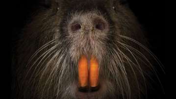 swamp rat