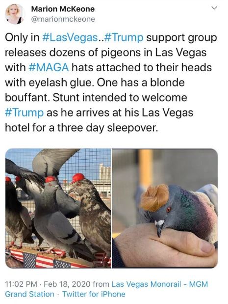 trump birds