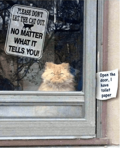 cat toilet paper