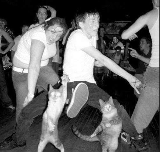 cats dancing