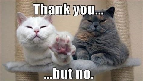 cats say no