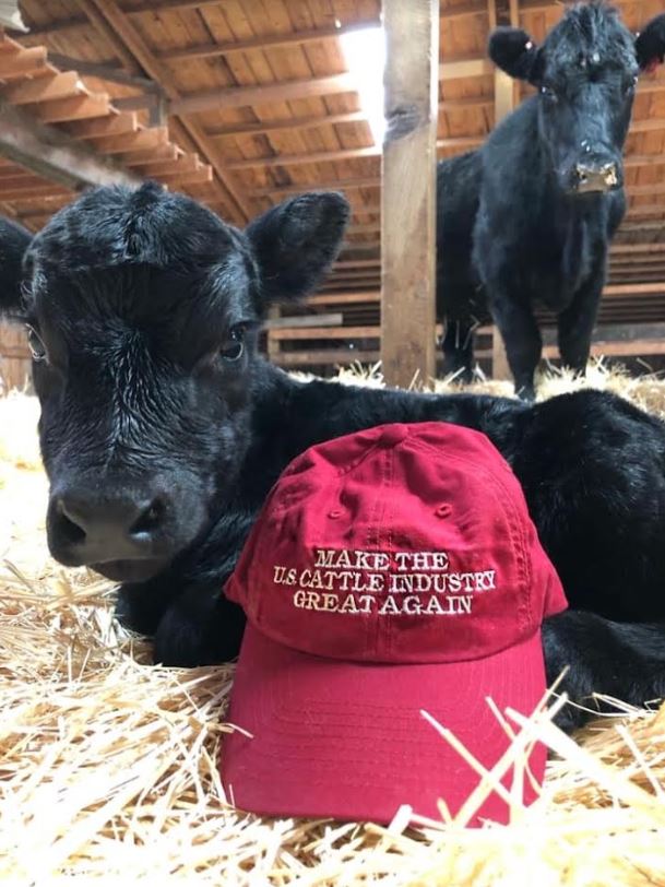 cattle industry
