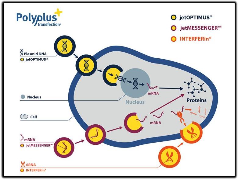 polypus transfection