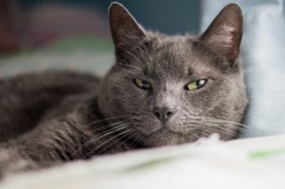 sly cat