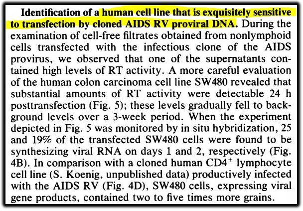 transfection 2