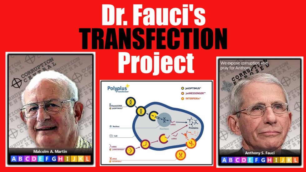 transfection project thumbnail
