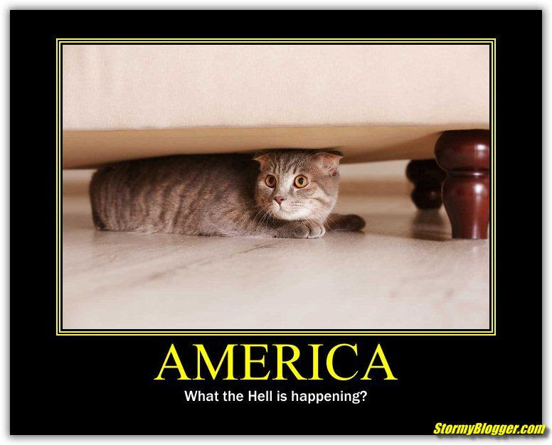 america cat