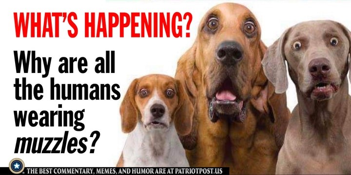 dogs coronavirus