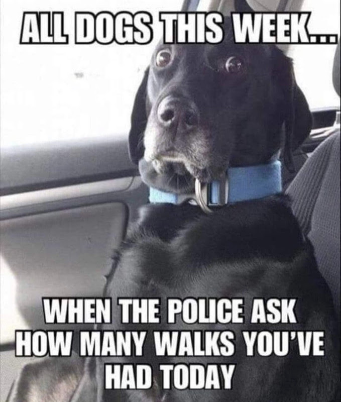 dogs walk