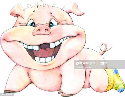 gap tooth pig