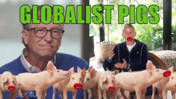 gates degeneres pigs