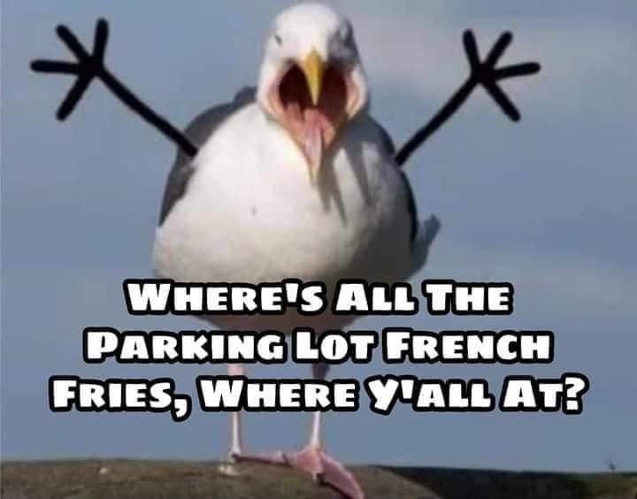 bird parking lot
