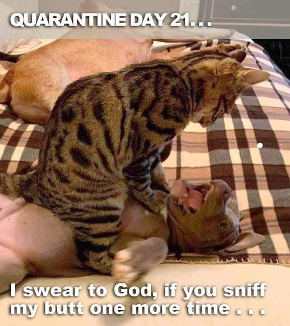 cat dog