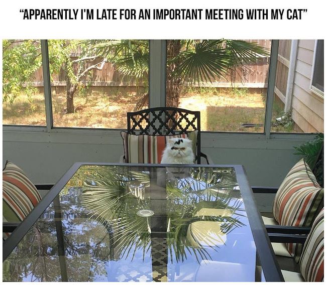 cat meeting