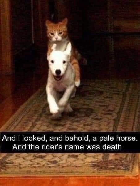 cat rides dog