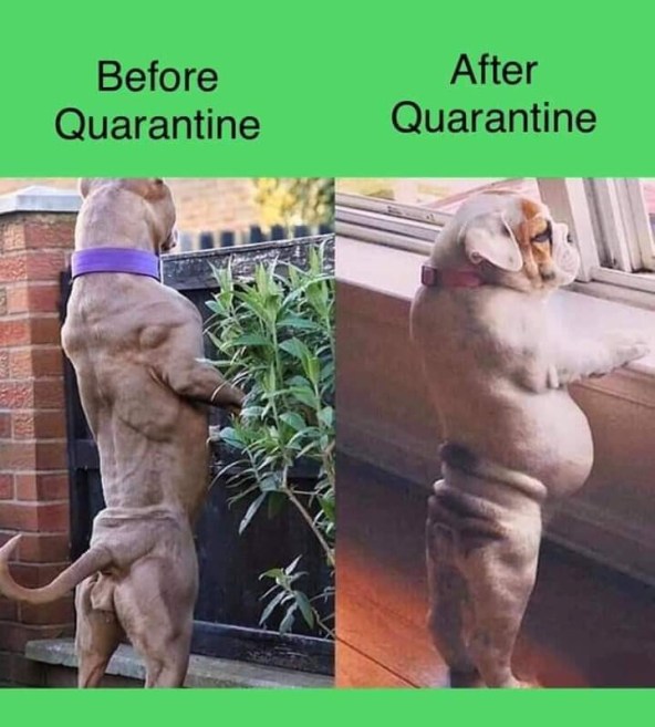 dogs quarantine