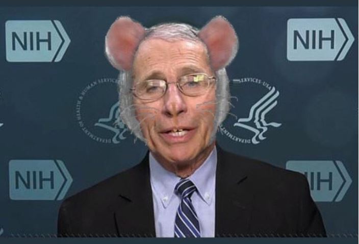 fauci rat