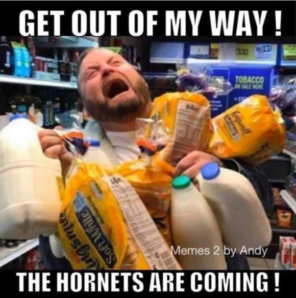 hornets are coming